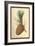 Cone of a Stone Pine-W.h.j. Boot-Framed Art Print