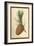 Cone of a Stone Pine-W.h.j. Boot-Framed Art Print