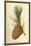 Cone of a Stone Pine-W.h.j. Boot-Mounted Art Print