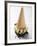 Cone of Nut Ice Cream with Chocolate Sauce-null-Framed Photographic Print