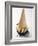 Cone of Nut Ice Cream with Chocolate Sauce-null-Framed Photographic Print