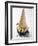 Cone of Nut Ice Cream with Chocolate Sauce-null-Framed Photographic Print