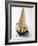 Cone of Nut Ice Cream with Chocolate Sauce-null-Framed Photographic Print