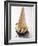 Cone of Nut Ice Cream with Chocolate Sauce-null-Framed Photographic Print