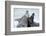 Cone-Seals, Halichoerus Grypus, Beach, Close-Up-Ronald Wittek-Framed Photographic Print