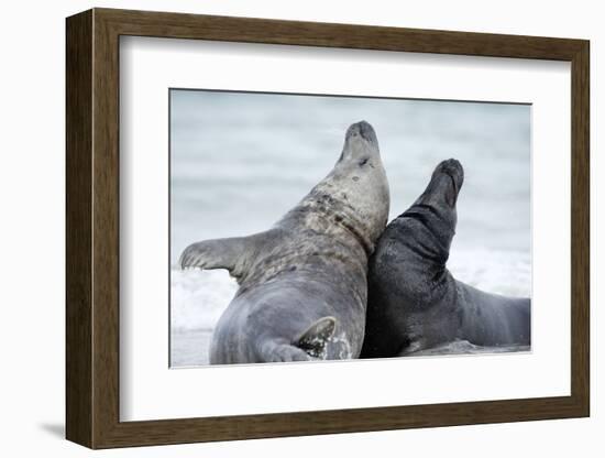 Cone-Seals, Halichoerus Grypus, Beach, Close-Up-Ronald Wittek-Framed Photographic Print