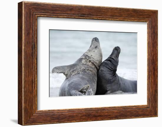 Cone-Seals, Halichoerus Grypus, Beach, Close-Up-Ronald Wittek-Framed Photographic Print