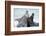 Cone-Seals, Halichoerus Grypus, Beach, Close-Up-Ronald Wittek-Framed Photographic Print