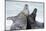 Cone-Seals, Halichoerus Grypus, Beach, Close-Up-Ronald Wittek-Mounted Photographic Print