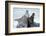 Cone-Seals, Halichoerus Grypus, Beach, Close-Up-Ronald Wittek-Framed Photographic Print