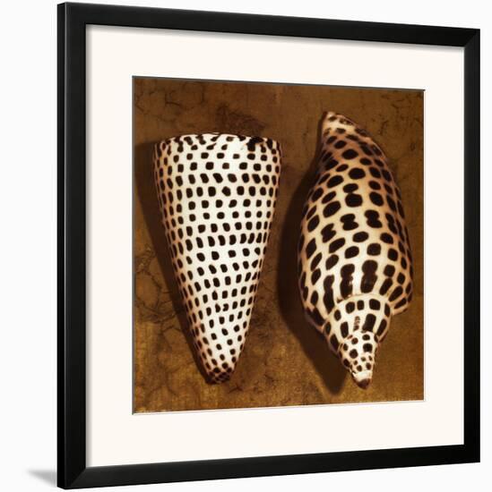 Cone Seashell-Caroline Kelly-Framed Art Print