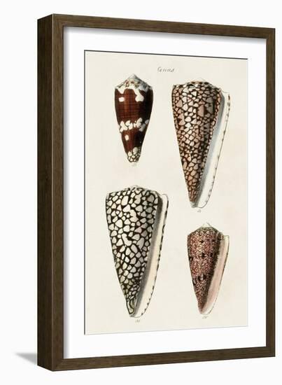 Cone Shell Collection I-Unknown-Framed Art Print