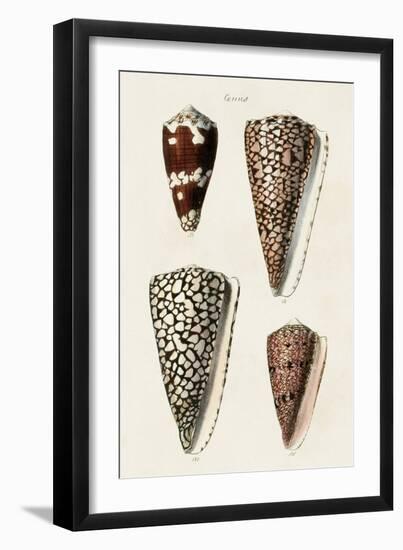 Cone Shell Collection I-Unknown-Framed Art Print