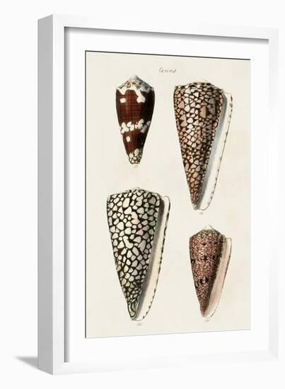 Cone Shell Collection I-Unknown-Framed Art Print