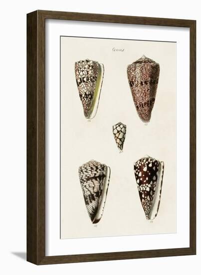 Cone Shell Collection III-Unknown-Framed Art Print