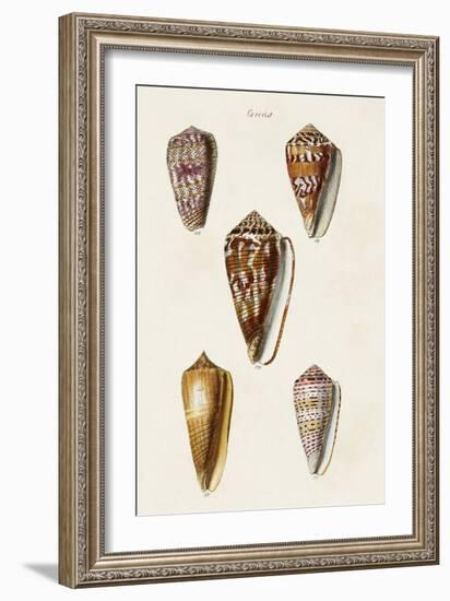 Cone Shell Collection VI-Unknown-Framed Art Print