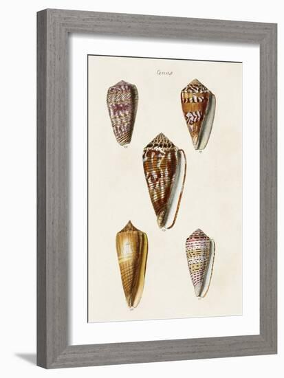 Cone Shell Collection VI-Unknown-Framed Art Print