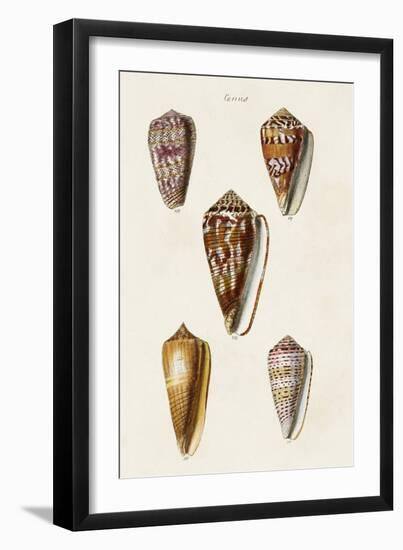 Cone Shell Collection VI-Unknown-Framed Art Print