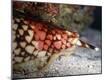 Premium Photographic Print