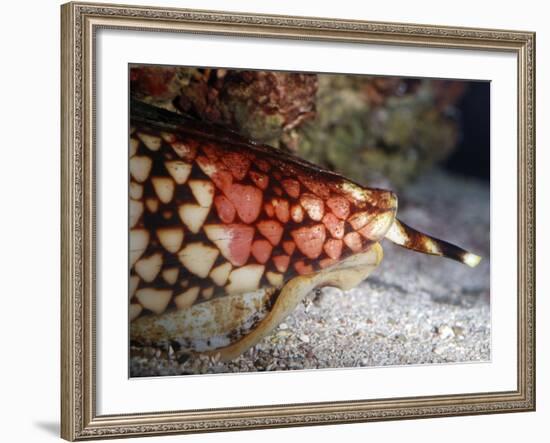 Cone Shell, Deadly Poisonous Mollusc-null-Framed Photographic Print