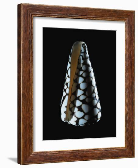 Cone Shell-null-Framed Photographic Print