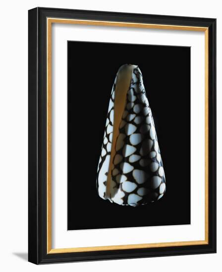 Cone Shell-null-Framed Photographic Print