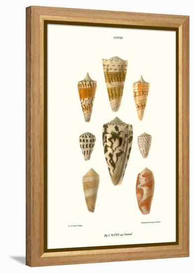 Cone Shells-John Mawe-Framed Stretched Canvas