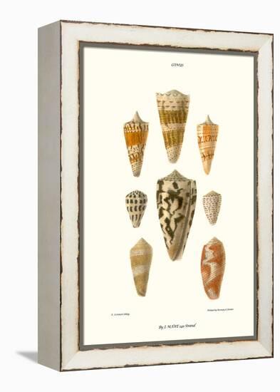 Cone Shells-John Mawe-Framed Stretched Canvas