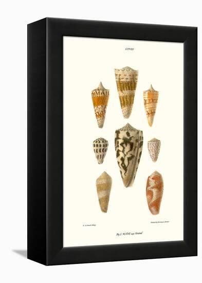 Cone Shells-John Mawe-Framed Stretched Canvas