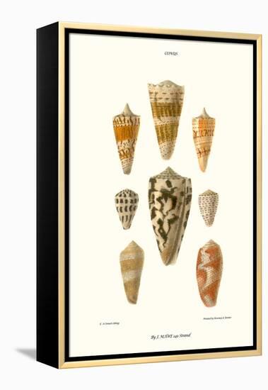 Cone Shells-John Mawe-Framed Stretched Canvas