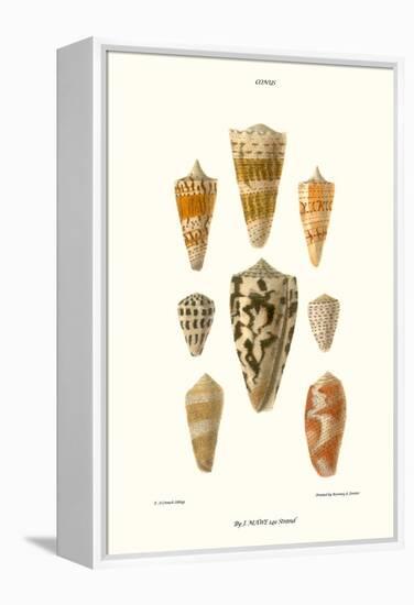 Cone Shells-John Mawe-Framed Stretched Canvas