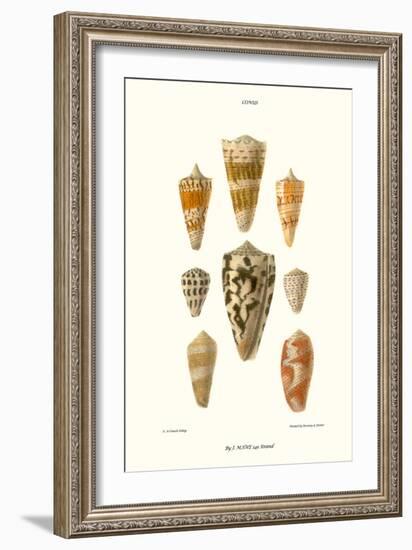 Cone Shells-John Mawe-Framed Art Print