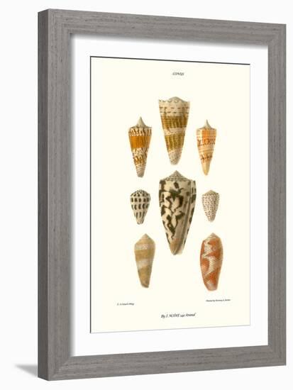 Cone Shells-John Mawe-Framed Art Print