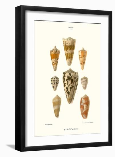 Cone Shells-John Mawe-Framed Art Print