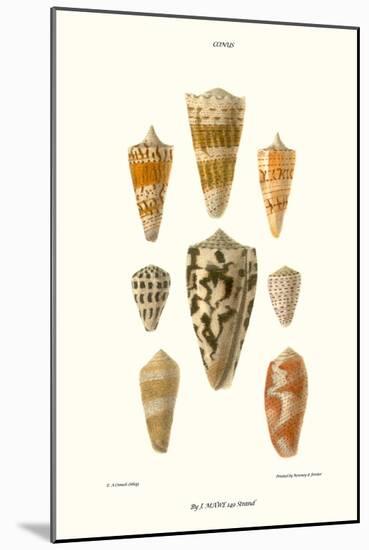 Cone Shells-John Mawe-Mounted Art Print
