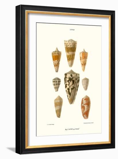 Cone Shells-John Mawe-Framed Art Print