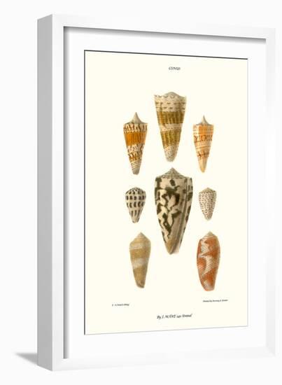 Cone Shells-John Mawe-Framed Premium Giclee Print