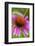 Coneflower, Echinacea purpurea-Lisa Engelbrecht-Framed Photographic Print