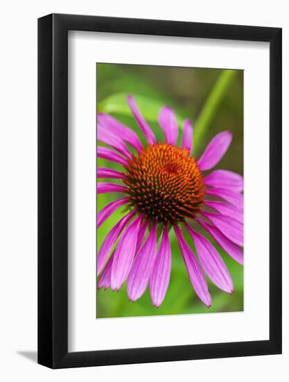 Coneflower, Echinacea purpurea-Lisa Engelbrecht-Framed Photographic Print
