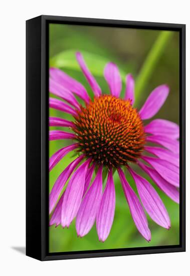 Coneflower, Echinacea purpurea-Lisa Engelbrecht-Framed Premier Image Canvas