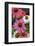 Coneflower, Echinacea purpurea-Lisa Engelbrecht-Framed Photographic Print