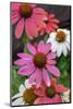 Coneflower, Echinacea purpurea-Lisa Engelbrecht-Mounted Photographic Print