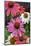 Coneflower, Echinacea purpurea-Lisa Engelbrecht-Mounted Photographic Print