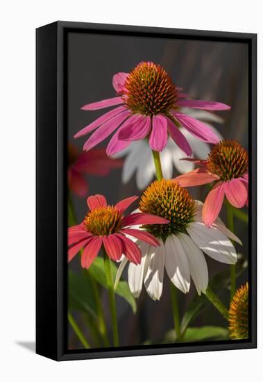 Coneflower, Echinacea purpurea-Lisa Engelbrecht-Framed Premier Image Canvas