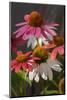 Coneflower, Echinacea purpurea-Lisa Engelbrecht-Mounted Photographic Print