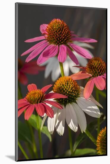 Coneflower, Echinacea purpurea-Lisa Engelbrecht-Mounted Photographic Print