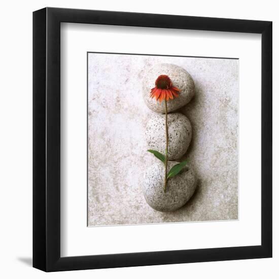 Coneflower On Stone-Glen and Gayle Wans-Framed Giclee Print