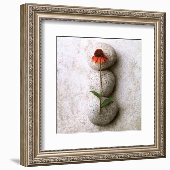 Coneflower On Stone-Glen and Gayle Wans-Framed Giclee Print