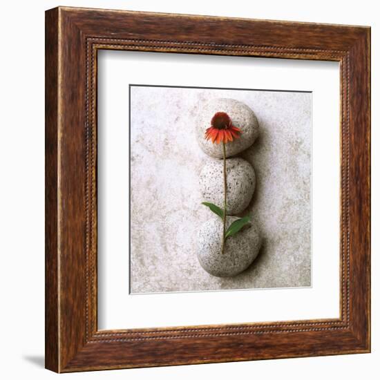 Coneflower On Stone-Glen and Gayle Wans-Framed Giclee Print