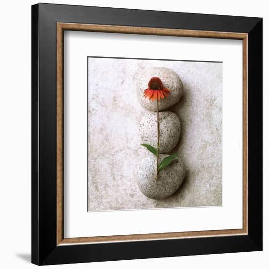 Coneflower On Stone-Glen and Gayle Wans-Framed Giclee Print